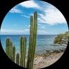 ocean_cactus